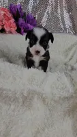 Violet, a female Miniature Aussiedoodle and Aussalier for sale in Decatur, IL – 2 of 10
