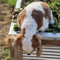 AKC Sweetie, a female Cavalier King Charles Spaniel for sale in Decatur, IL – 8 of 8