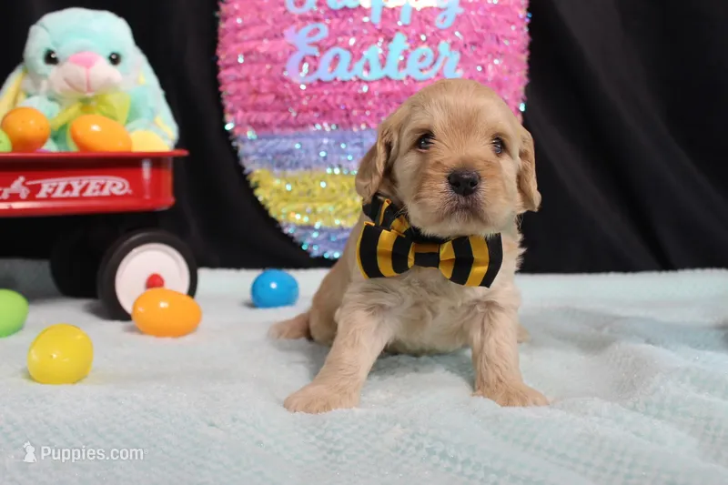 Max, a male Goldendoodle for sale in Decatur, IL – Photo 1 of 1