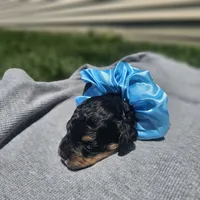 Ember, a female Cavapoo for sale in Decatur, IL – 6 of 10