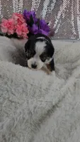 Peony, a female Miniature Aussiedoodle and Aussalier for sale in Decatur, IL – 7 of 8