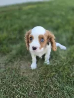 AKC Leo, a male Cavalier King Charles Spaniel for sale in Decatur, IL – 10 of 10