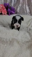 Violet, a female Miniature Aussiedoodle and Aussalier for sale in Decatur, IL – 5 of 10