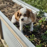 AKC Sweetie, a female Cavalier King Charles Spaniel for sale in Decatur, IL – 2 of 8
