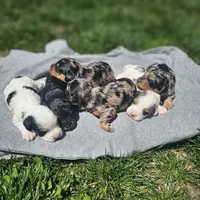 Ember, a female Cavapoo for sale in Decatur, IL – 10 of 10