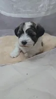 Buddy, a male Shichon for sale in Decatur, IL – 2 of 3