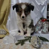 Holly, a female Shetland Sheepdog for sale in Decatur, IL – Photo 6 of 10