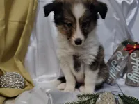 Holly, a female Shetland Sheepdog for sale in Decatur, IL – Photo 3 of 10