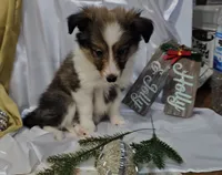 Holly, a female Shetland Sheepdog for sale in Decatur, IL – Photo 10 of 10