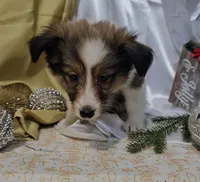 Holly, a female Shetland Sheepdog for sale in Decatur, IL – Photo 5 of 10