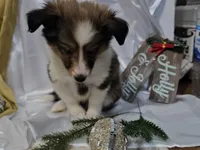 Holly, a female Shetland Sheepdog for sale in Decatur, IL – Photo 2 of 10