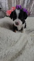 Rosalie , a female Miniature Aussiedoodle and Aussalier for sale in Decatur, IL – 3 of 10