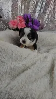 Peony, a female Miniature Aussiedoodle and Aussalier for sale in Decatur, IL – 8 of 8