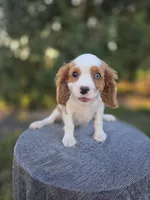 AKC Leo, a male Cavalier King Charles Spaniel for sale in Decatur, IL – 3 of 10