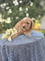 Pap, a male Cavapoo for sale in Decatur, IL – 2 of 10