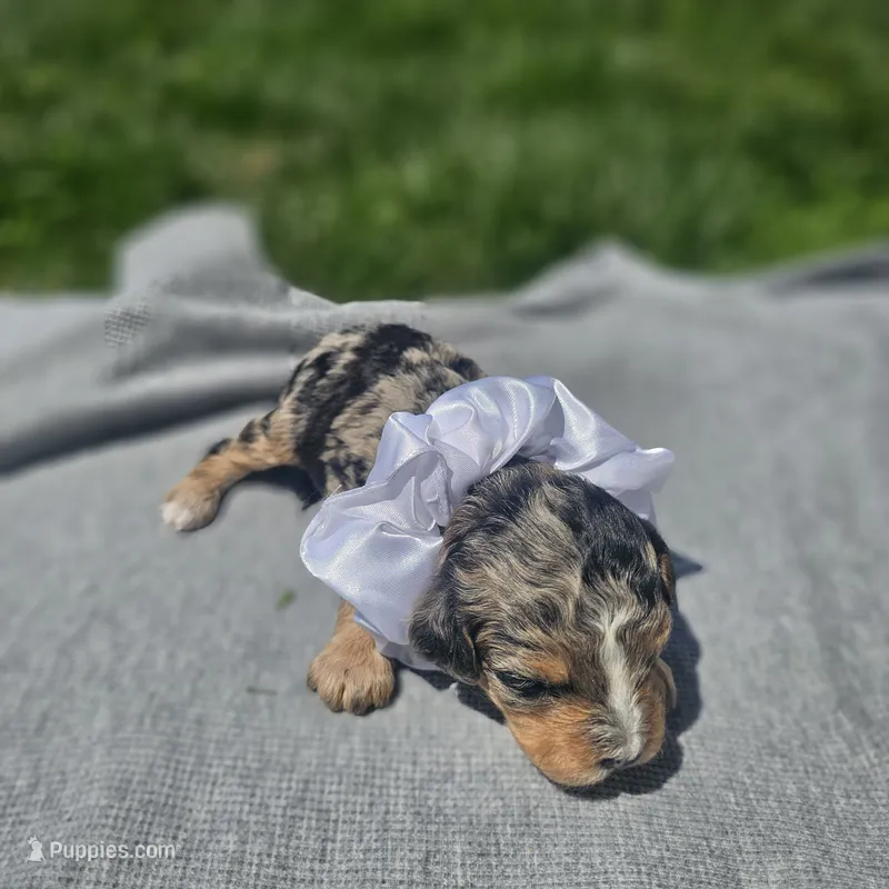Indie – Cavapoo puppy for sale in Decatur, IL