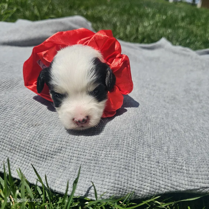 Liberty  – Cavapoo puppy for sale in Decatur, IL