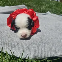 Liberty , a female Cavapoo for sale in Decatur, IL – 1 of 10