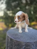 AKC Leo, a male Cavalier King Charles Spaniel for sale in Decatur, IL – 5 of 10