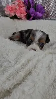 Indigo, a male Miniature Aussiedoodle and Aussalier for sale in Decatur, IL – 4 of 10