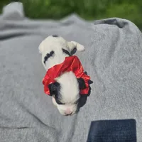 Liberty , a female Cavapoo for sale in Decatur, IL – 7 of 10