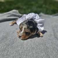 Indie, a female Cavapoo for sale in Decatur, IL – 3 of 10