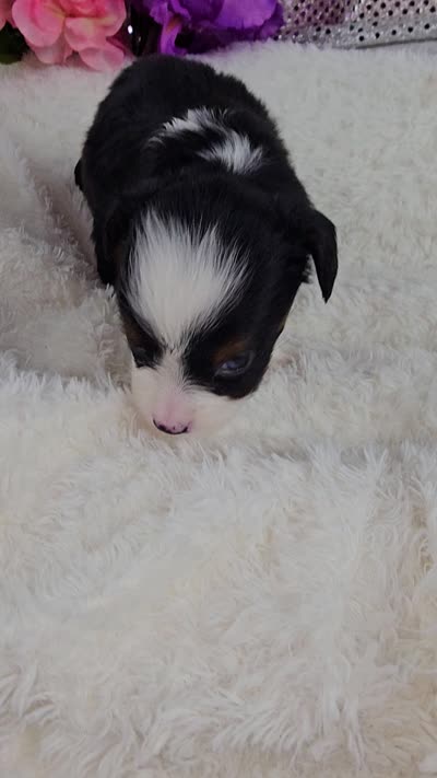Violet, a female Miniature Aussiedoodle and Aussalier for sale in Decatur, IL – 10 of 10