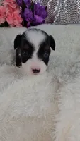 Violet, a female Miniature Aussiedoodle and Aussalier for sale in Decatur, IL – 1 of 10