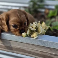 AKC Robbie, a male Cavalier King Charles Spaniel for sale in Decatur, IL – 3 of 10