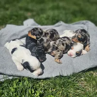 Liberty , a female Cavapoo for sale in Decatur, IL – 9 of 10