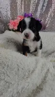 Rosalie , a female Miniature Aussiedoodle and Aussalier for sale in Decatur, IL – 8 of 10