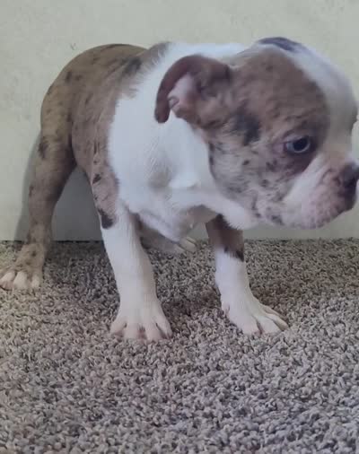 Legend , a male Boston Terrier for sale in Decatur, IL – 9 of 9