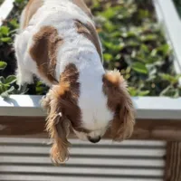 AKC Sweetie, a female Cavalier King Charles Spaniel for sale in Decatur, IL – 6 of 8