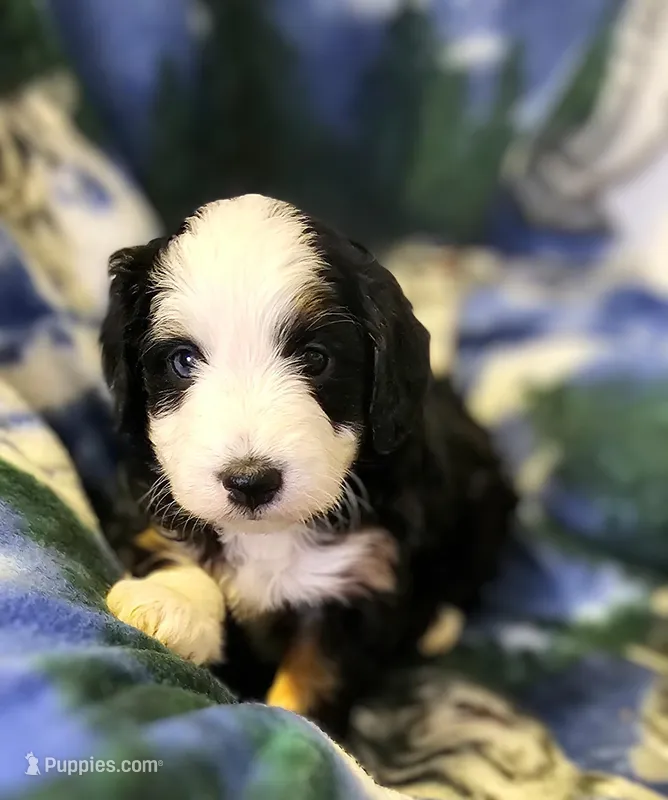 Erin, a female Miniature Aussiedoodle for sale in Decatur, IL – Photo 1 of 6