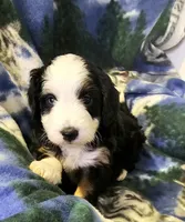 Erin, a female Miniature Aussiedoodle for sale in Decatur, IL – Photo 6 of 6