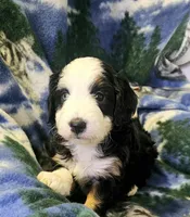 Erin, a female Miniature Aussiedoodle for sale in Decatur, IL – Photo 4 of 6
