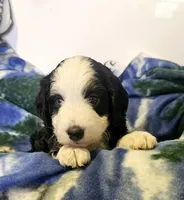 Erin, a female Miniature Aussiedoodle for sale in Decatur, IL – Photo 5 of 6