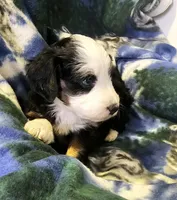 Erin, a female Miniature Aussiedoodle for sale in Decatur, IL – Photo 2 of 6