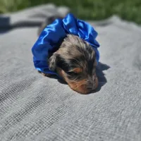 Sparkler , a male Cavapoo for sale in Decatur, IL – 2 of 9