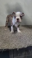 Legend , a male Boston Terrier for sale in Decatur, IL – 3 of 9