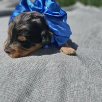 Sparkler , a male Cavapoo for sale in Decatur, IL – 4 of 9