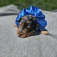 Sparkler , a male Cavapoo for sale in Decatur, IL – 3 of 9
