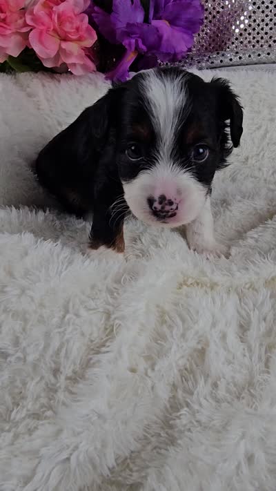 Rosalie , a female Miniature Aussiedoodle and Aussalier for sale in Decatur, IL – 10 of 10