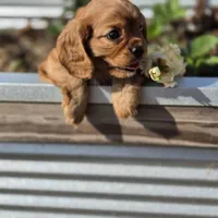 AKC Robbie, a male Cavalier King Charles Spaniel for sale in Decatur, IL – 7 of 10