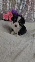 Poppy, a female Miniature Aussiedoodle and Aussalier for sale in Decatur, IL – 8 of 10