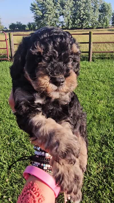 Ember, a female Cavapoo for sale in Decatur, IL – 6 of 6
