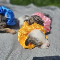 Skye, a female Cavapoo for sale in Decatur, IL – 6 of 10