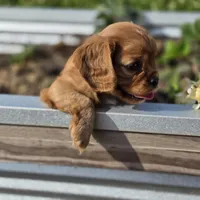 AKC Robbie, a male Cavalier King Charles Spaniel for sale in Decatur, IL – 8 of 10