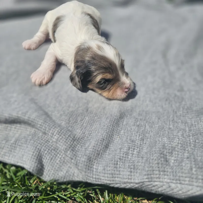 Maverick  – Cavapoo puppy for sale in Decatur, IL