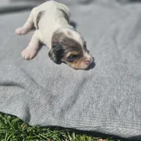 Maverick , a male Cavapoo for sale in Decatur, IL – 1 of 9